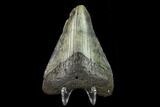 3.14" Fossil Megalodon Tooth - North Carolina - #131611-2